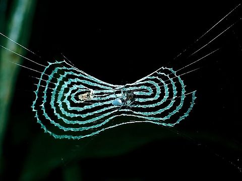 Spider - Cyclosa insulana  Borneo,Brunei,Cyclosa confraga,Spider