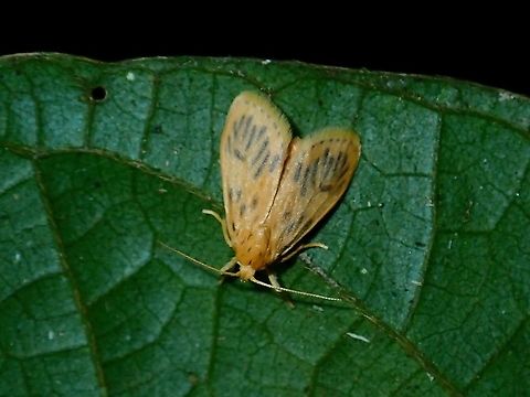 Lichen Moth - Miltochrista biseriata  Borneo,Brunei,Lichen Moth,Miltochrista biseriata,Moth