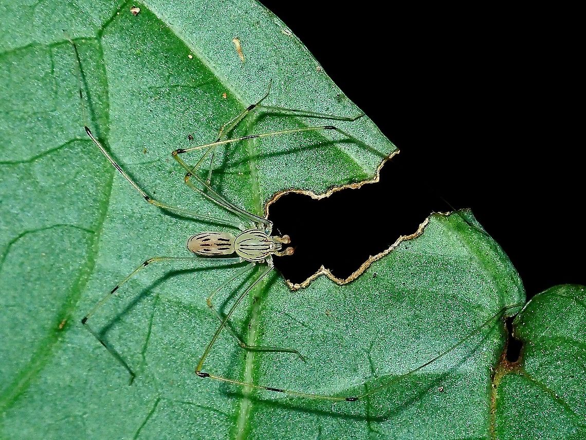 Spitting Spider - Scytodes pallida  Borneo,Brunei,Scytodes pallida,Spider,Spitting Spider