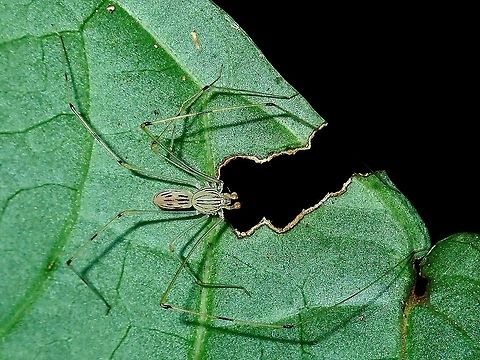 Spitting Spider - Scytodes pallida  Borneo,Brunei,Scytodes pallida,Spider,Spitting Spider
