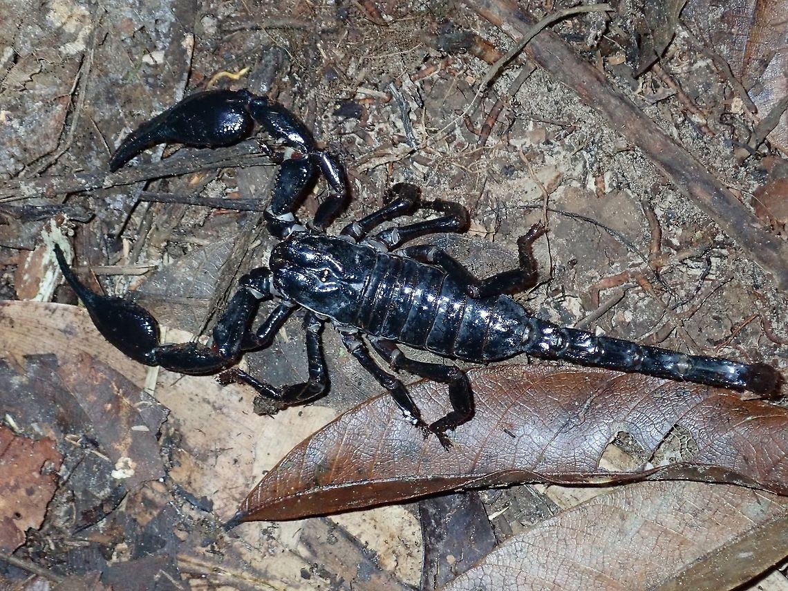 Giant Scorpion Huge sized Asian Forest Scorpion Asian Forest Scorpion,Black Emperor Scorpion,Borneo,Brunei,Forest Scorpion,Heterometrus longimnus,Scorpion