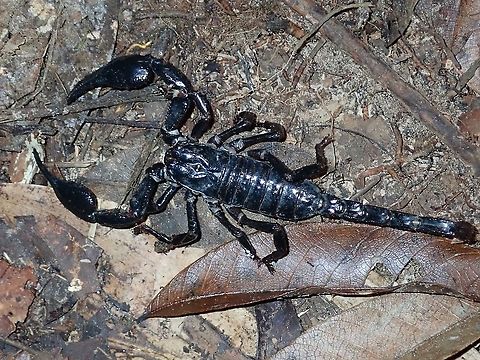 Giant Scorpion Huge sized Asian Forest Scorpion Asian Forest Scorpion,Black Emperor Scorpion,Borneo,Brunei,Forest Scorpion,Heterometrus longimnus,Scorpion