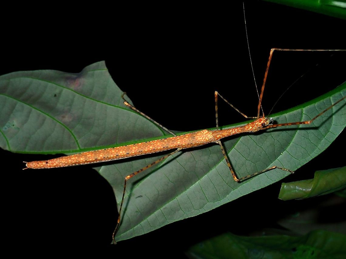 Phasmid/Stick Insect - Necroscia sp Female Phasmid/Stick Insect from the genus Necroscia. Borneo,Brunei,Necroscia,Necroscia sp,Phasmatodea,Phasmid,Stick Insect