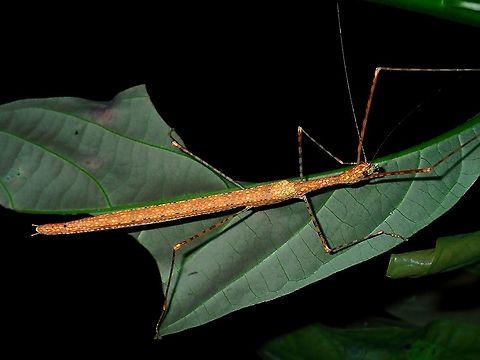Phasmid/Stick Insect - Necroscia sp Female Phasmid/Stick Insect from the genus Necroscia. Borneo,Brunei,Necroscia,Necroscia sp,Phasmatodea,Phasmid,Stick Insect