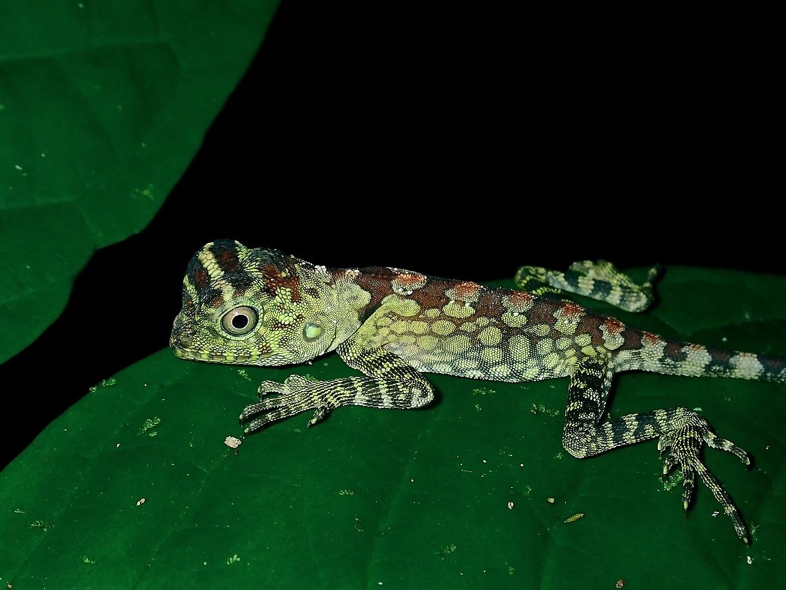 Juvenile Borneo Anglehead Lizard - Gonocephalus bornensis  Borneo,Borneo Anglehead Lizard,Brunei,Gonocephalus bornensis,Lizard