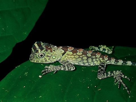 Juvenile Borneo Anglehead Lizard - Gonocephalus bornensis  Borneo,Borneo Anglehead Lizard,Brunei,Gonocephalus bornensis,Lizard