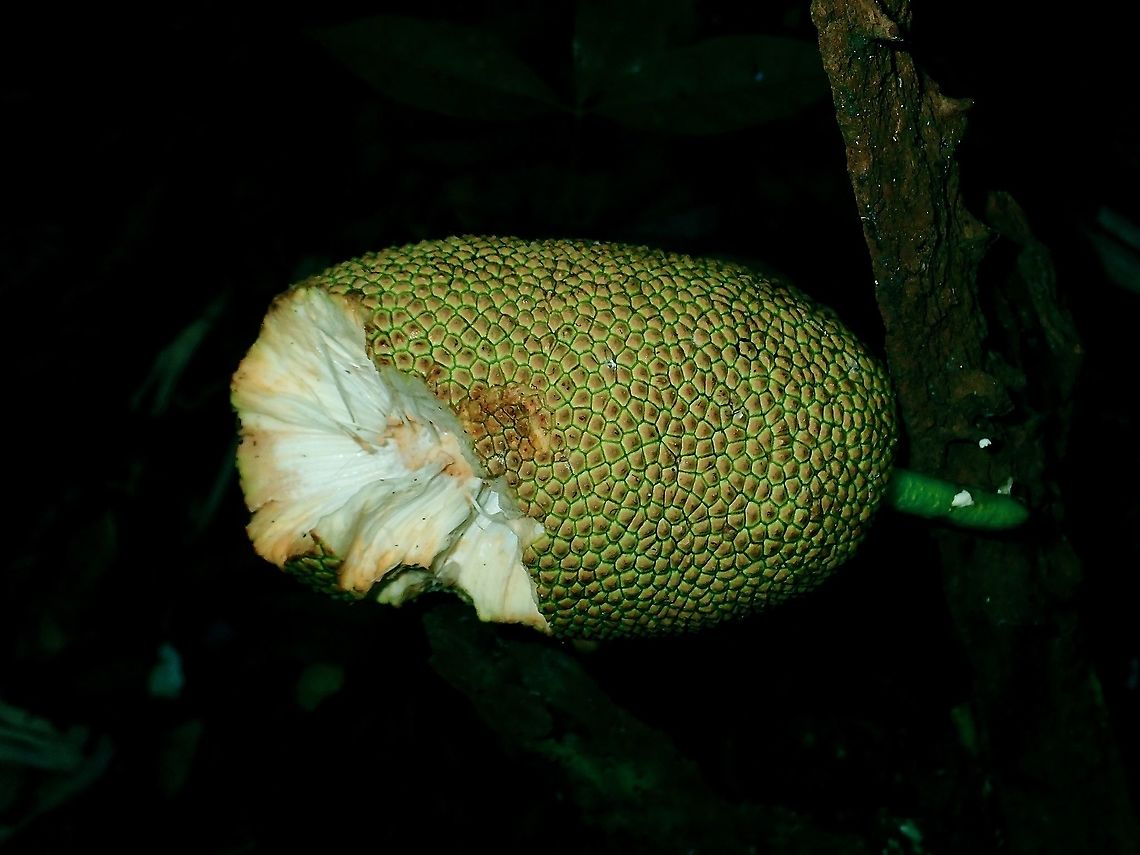 Jackfruit - Artocarpus heterophyllus The tree gives out a sticky salp when damaged/broken/torn.<br />
Even the fruit has lots of sticky salp, making it very difficult to take out the edible parts. Artocarpus heterophyllus,Borneo,Brunei,Fruit,Jackfruit
