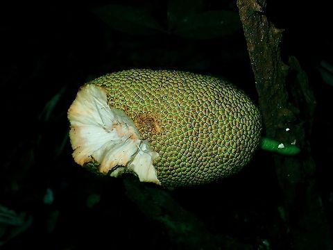 Jackfruit - Artocarpus heterophyllus The tree gives out a sticky salp when damaged/broken/torn.
Even the fruit has lots of sticky salp, making it very difficult to take out the edible parts. Artocarpus heterophyllus,Borneo,Brunei,Fruit,Jackfruit