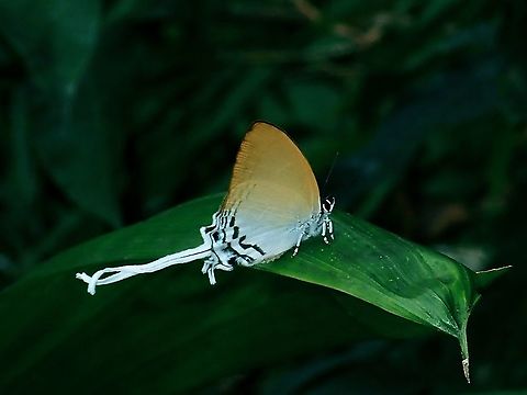 Common Imperial - Cheritra freja  Borneo,Brunei,Butterfly,Cheritra freja,Common imperial