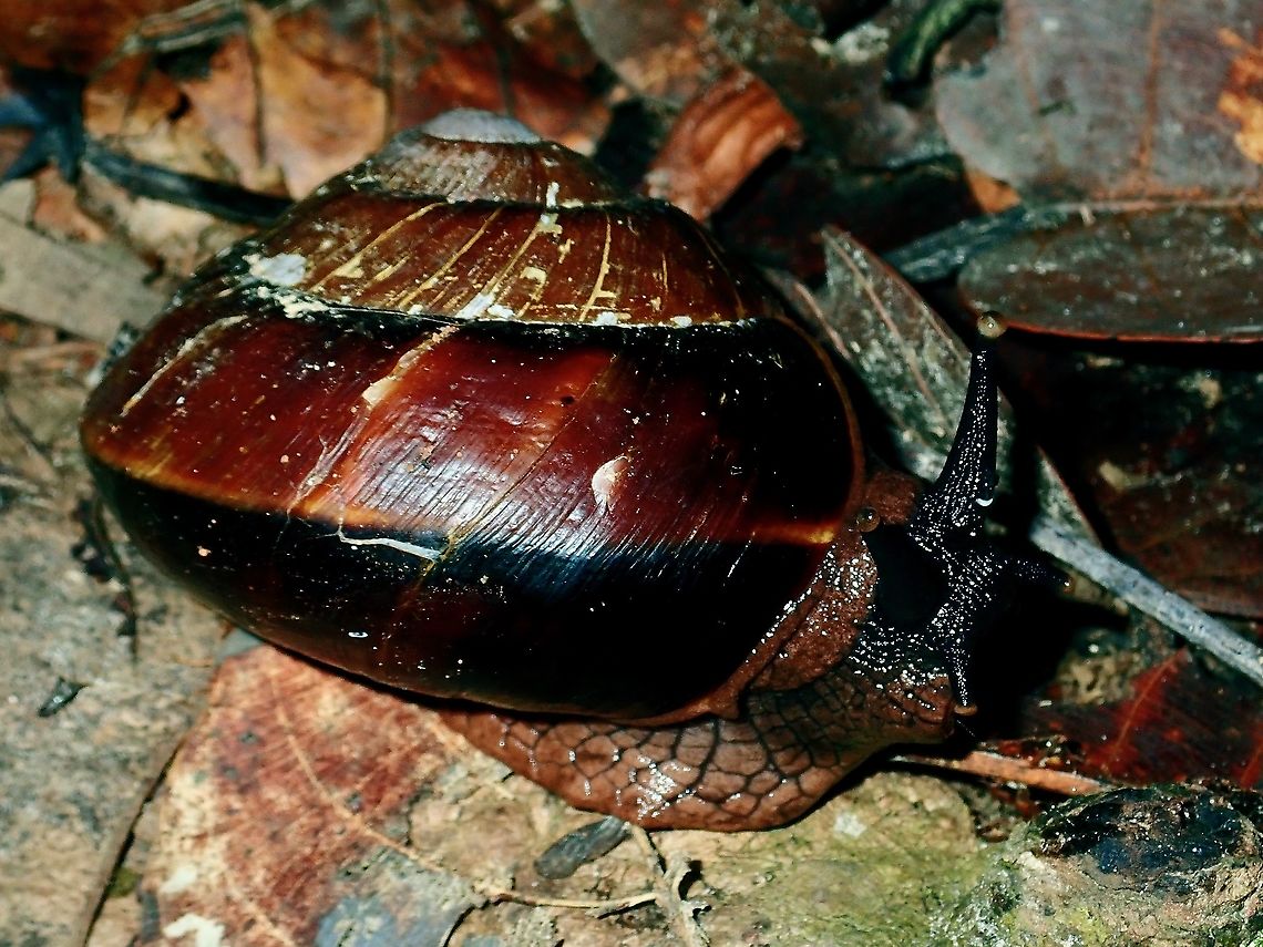 Land Snail Change of Genus to Exrhysota brookei Bertia brookei,Borneo,Brunei,Exrhysota brookei,Land Snail,Snail