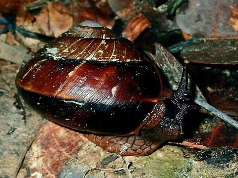Land Snail Change of Genus to Exrhysota brookei Bertia brookei,Borneo,Brunei,Exrhysota brookei,Land Snail,Snail