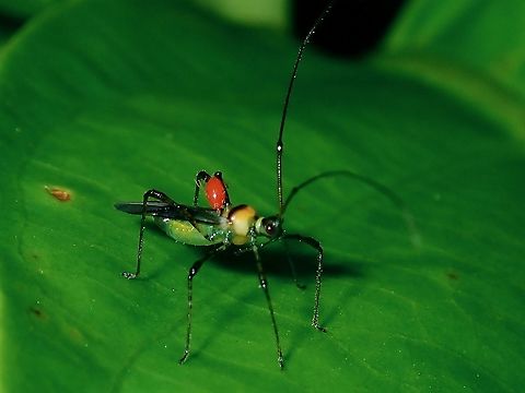 Mosquito Bug with Parasite This Mosquito Bug has a mite on it. Borneo,Brunei,Helopeltis,Helopeltis sp,Mosquito Bug