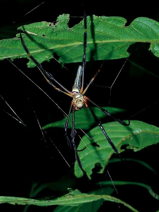 Giant Orb-Weaver Spider  Borneo,Brunei,Giant Orb-Weaver Spider,Nephila pilipes,Spider