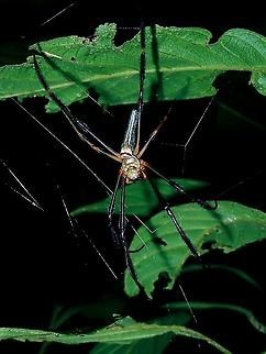 Giant Orb-Weaver Spider  Borneo,Brunei,Giant Orb-Weaver Spider,Nephila pilipes,Spider