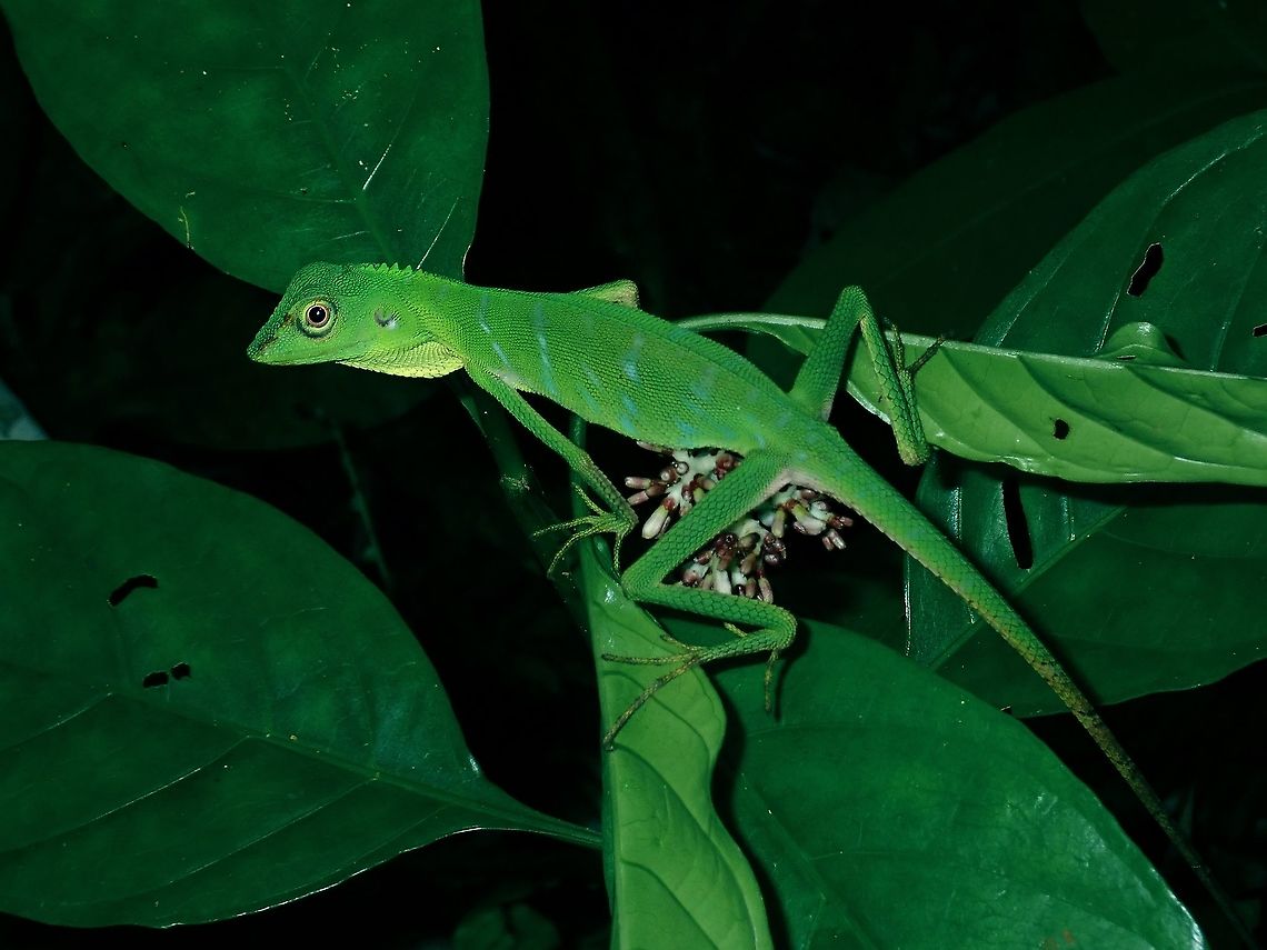 Green Crested Lizard - Bronchocela cristatella  Borneo,Bronchocela cristatella,Brunei,Green Crested Lizard,Lizard