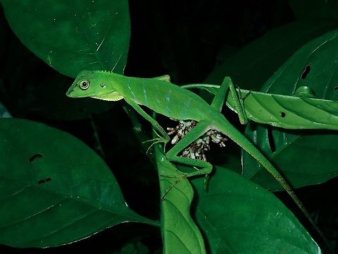 Green Crested Lizard - Bronchocela cristatella  Borneo,Bronchocela cristatella,Brunei,Green Crested Lizard,Lizard