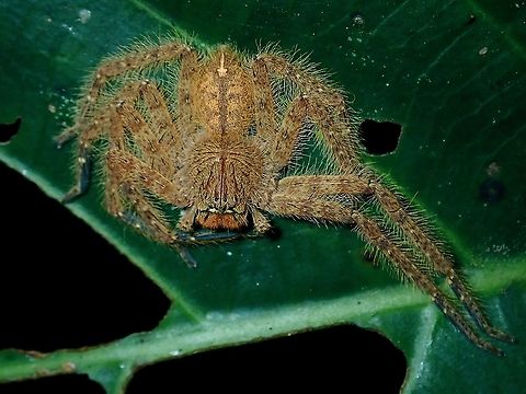 David Bowie's Huntsman Spider - Heteropoda davidbowie  Borneo,Brunei,Heteropoda davidbowie,Huntsman Spider,Spider