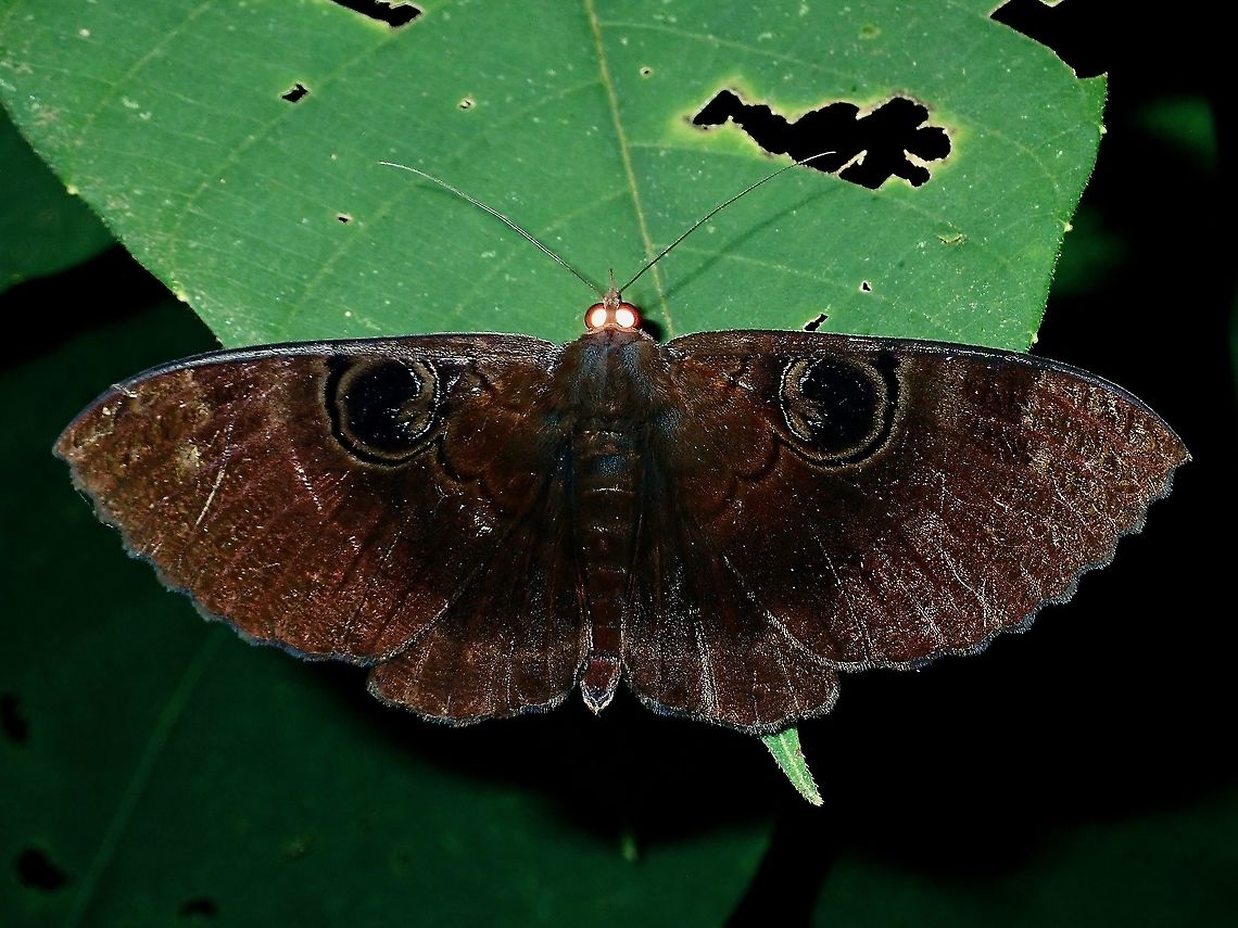 Moth - Erebus caprimulgus  Borneo,Brunei,Erebus caprimulgus,Moth