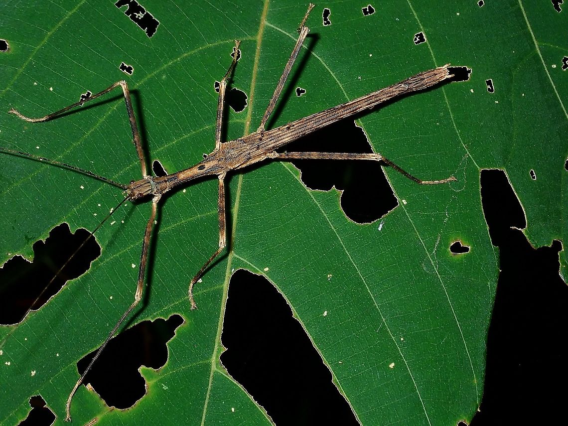Stick Insect/Phasmid - Asceles margaritatus margaritatus  Asceles margaritatus margaritatus,Borneo,Brunei,Phasmatodea,Phasmid,Stick Insect