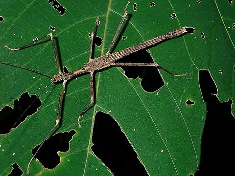 Stick Insect/Phasmid - Asceles margaritatus margaritatus  Asceles margaritatus margaritatus,Borneo,Brunei,Phasmatodea,Phasmid,Stick Insect