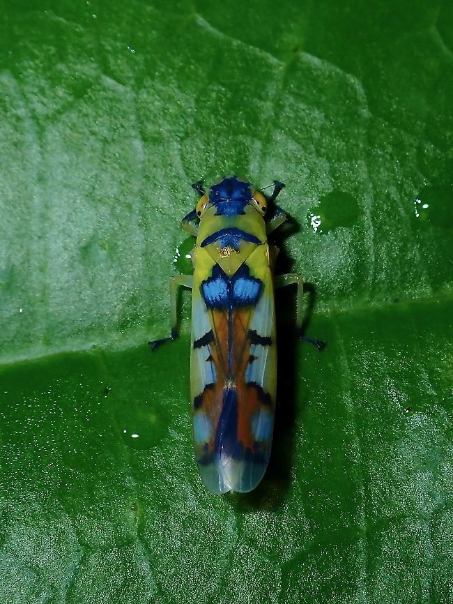 Sharpshooter Leafhopper - Bhandara semiclara  Bhandara semiclara,Borneo,Brunei,Hopper,Leafhopper,Sharpshooter Leafhopper