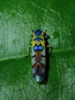 Sharpshooter Leafhopper - Bhandara semiclara  Bhandara semiclara,Borneo,Brunei,Hopper,Leafhopper,Sharpshooter Leafhopper