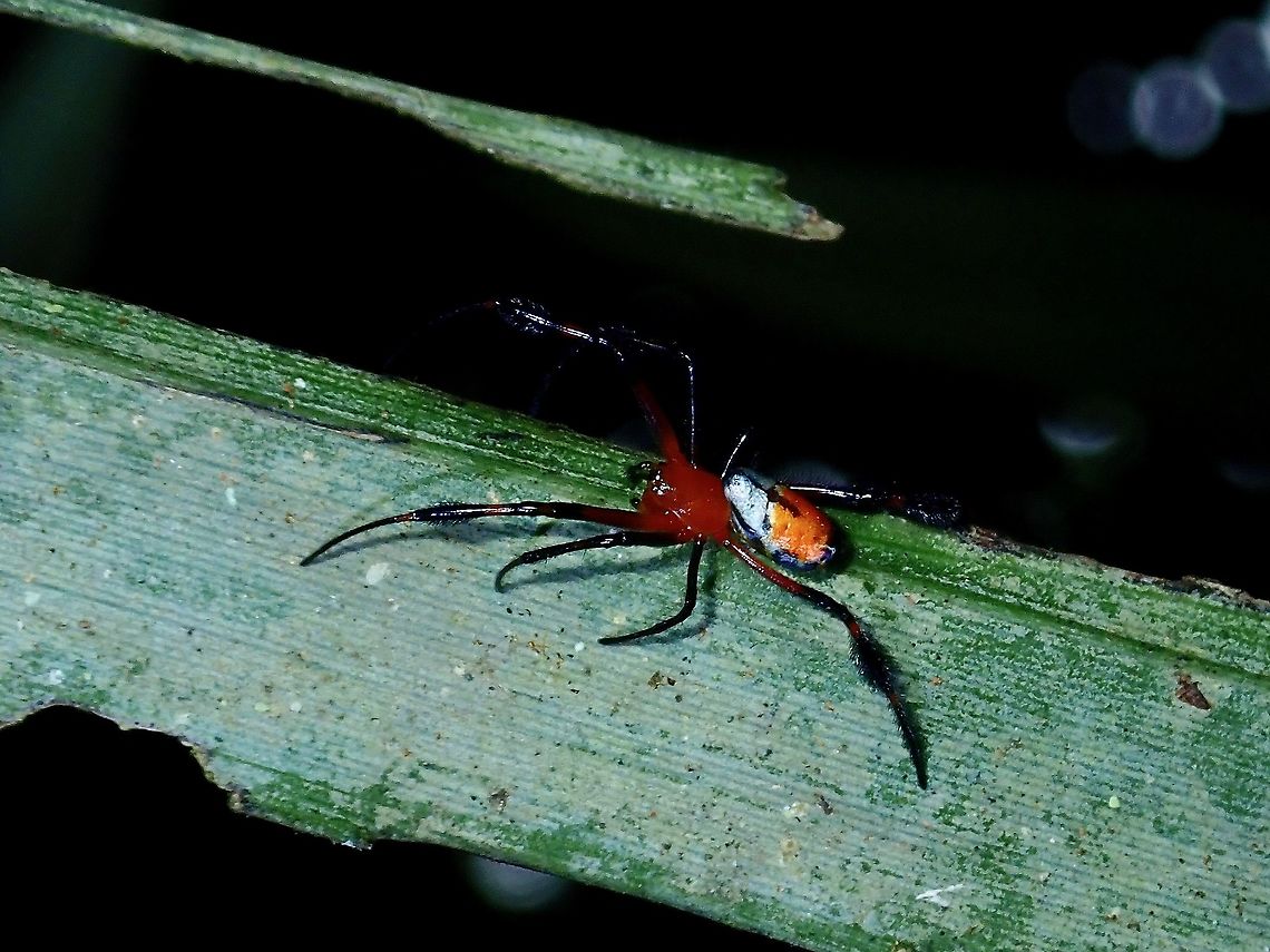 Spider - Leucauge kuchingensis (previously Opadometa kuchingensis) ID updated as Leucauge kuchingensis Borneo,Brunei,Leucauge kuchingensis,Opadometa kuchingensis,Spider