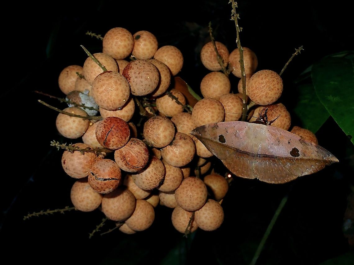 Longan Fruits  Borneo,Brunei,Dimocarpus longan,Fruit,Longan,Plant,Tree