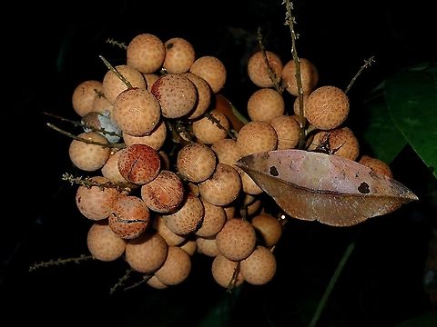 Longan Fruits Borneo,Brunei,Dimocarpus longan,Fruit,Longan,Plant,Tree