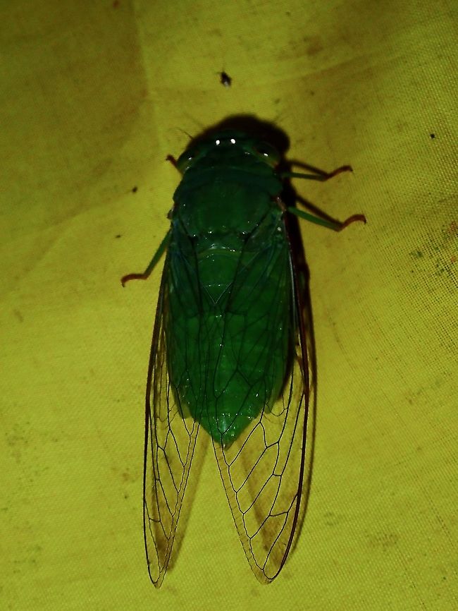 Cicada - Dundubia vaginata  Borneo,Brunei,Cicada,Dundubia vaginata