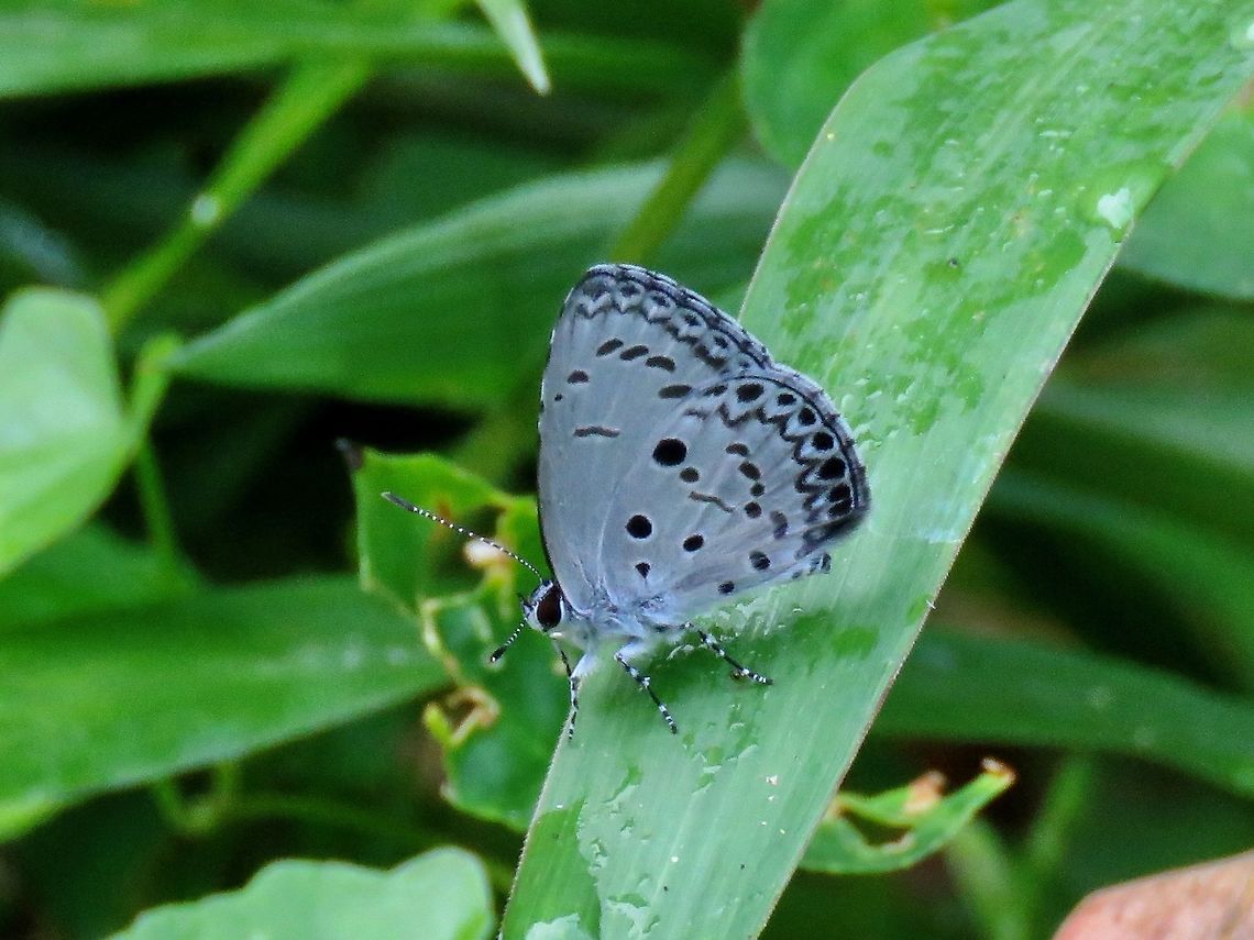 Butterfly - Acytolepis pups                                 Acytolepis puspa,Borneo,Brunei,Butterfly,Common Hedge Blue