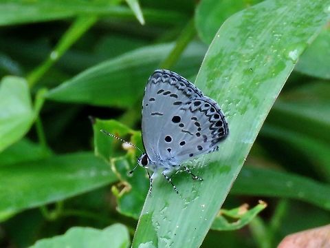 Butterfly - Acytolepis pups                                 Acytolepis puspa,Borneo,Brunei,Butterfly,Common Hedge Blue