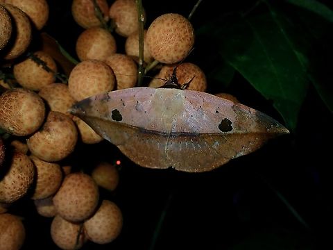 Hypopyra ossigeroides