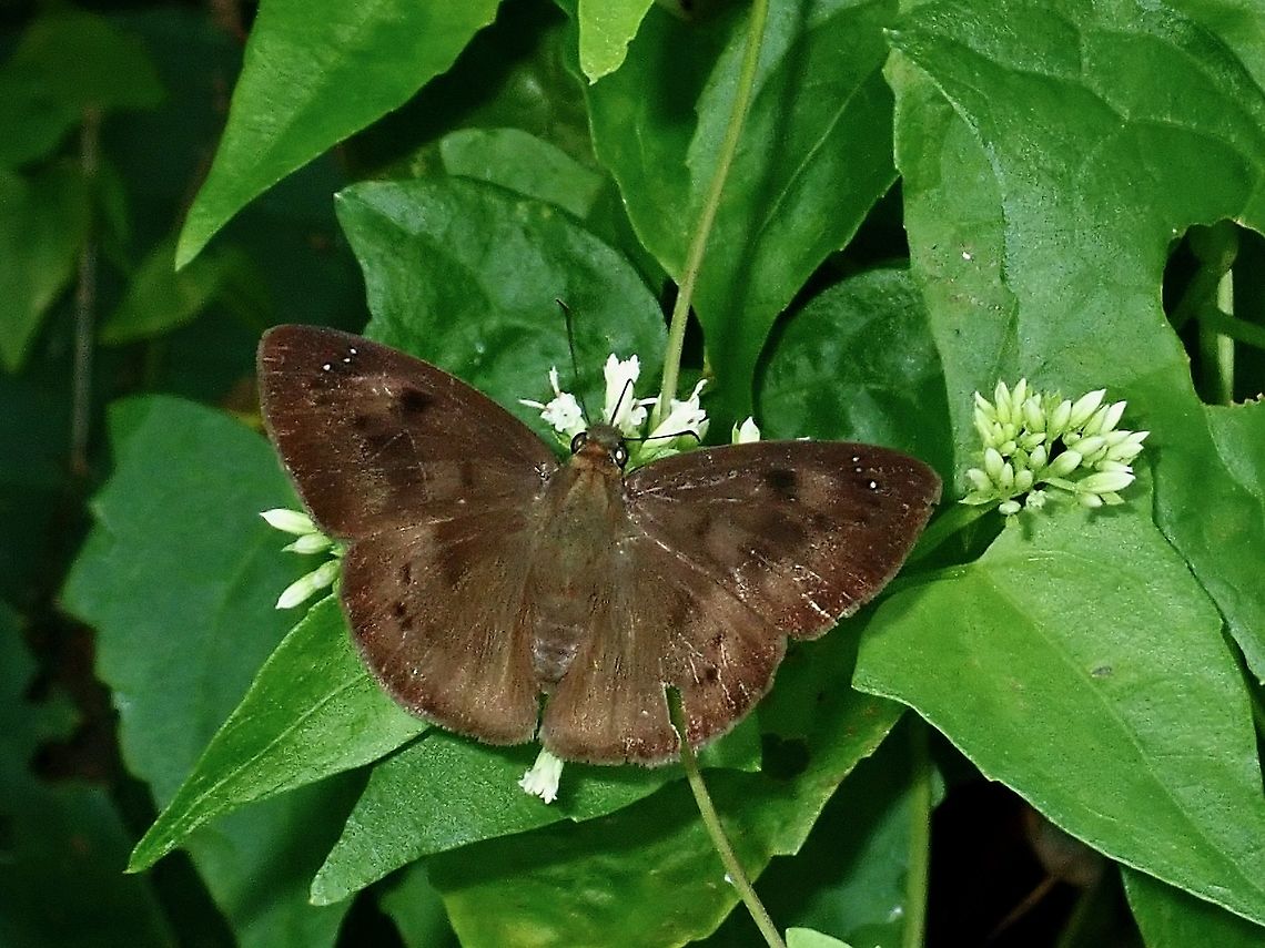 Pied Flat - Tagiades japetus  Borneo,Brunei,Butterfly,Pied Flat,Tagiades japetus