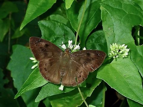 Pied Flat - Tagiades japetus Borneo,Brunei,Butterfly,Pied Flat,Tagiades japetus