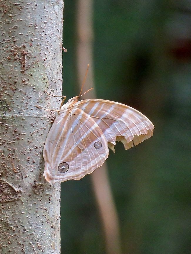 Palm King - Amathusia phidippus                                 Amathusia phidippus,Borneo,Brunei,Butterfly,Palm King