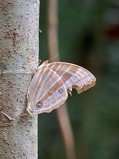 Palm King - Amathusia phidippus                                 Amathusia phidippus,Borneo,Brunei,Butterfly,Palm King