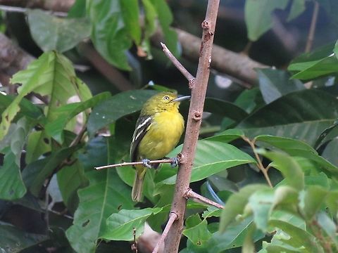 Common Iora - Aegithina tiphia                                 Aegithina tiphia,Bird,Borneo,Brunei,Common Iora