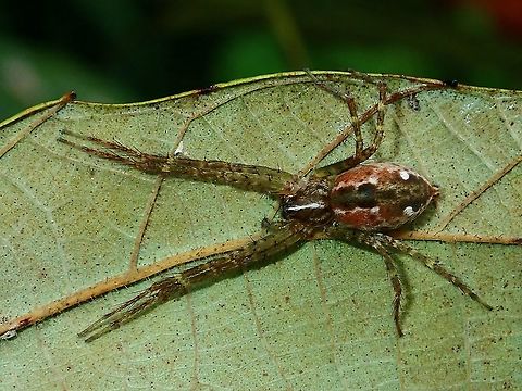 Nursery Web Spider - Sphedanus quadrimaculatus  Borneo,Brunei,Nursery Web Spider,Sphedanus quadrimaculatus,Spider