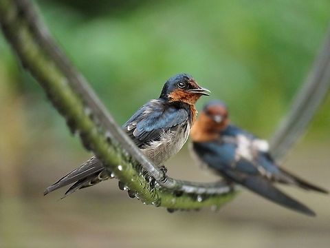 Barn Swallow - Hirundo rusticate                                 Barn Swallow,Bird,Borneo,Brunei,Hirundo rusticate,Swallow