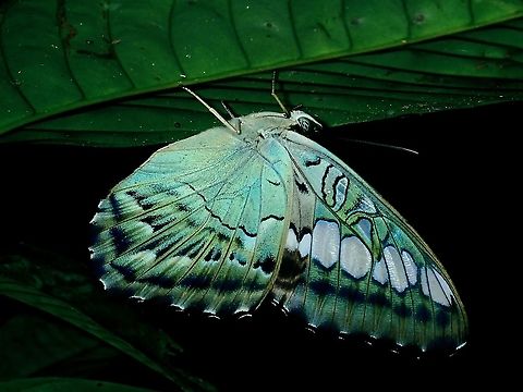 Clipper - Parthenos sylvia  Borneo,Brunei,Butterfly,Clipper,Parthenos Sylvia