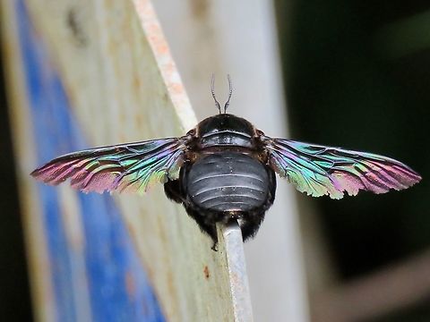 Broad-Handed Carpenter Bee - Xylocopa latices                                 Bee,Borneo,Broad-Handed Carpenter Bee,Brunei,Carpenter Bee,Tropical carpenter bee,Xylocopa latipes