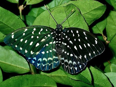 Malayan Archduke - Lexias pardalis  Archduke,Archduke Butterfly,Borneo,Brunei,Butterfly,Lexias bangkana,Malayan Archduke