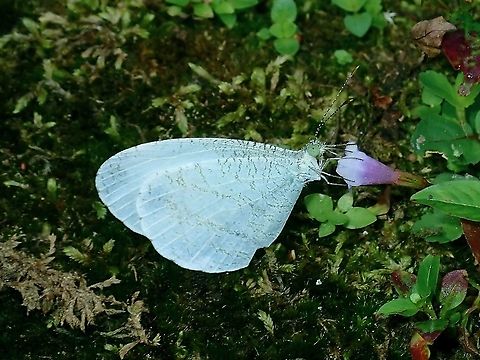 Psyche - Leptosia nina  Borneo,Brunei,Butterfly,Leptosia nina,Psyche