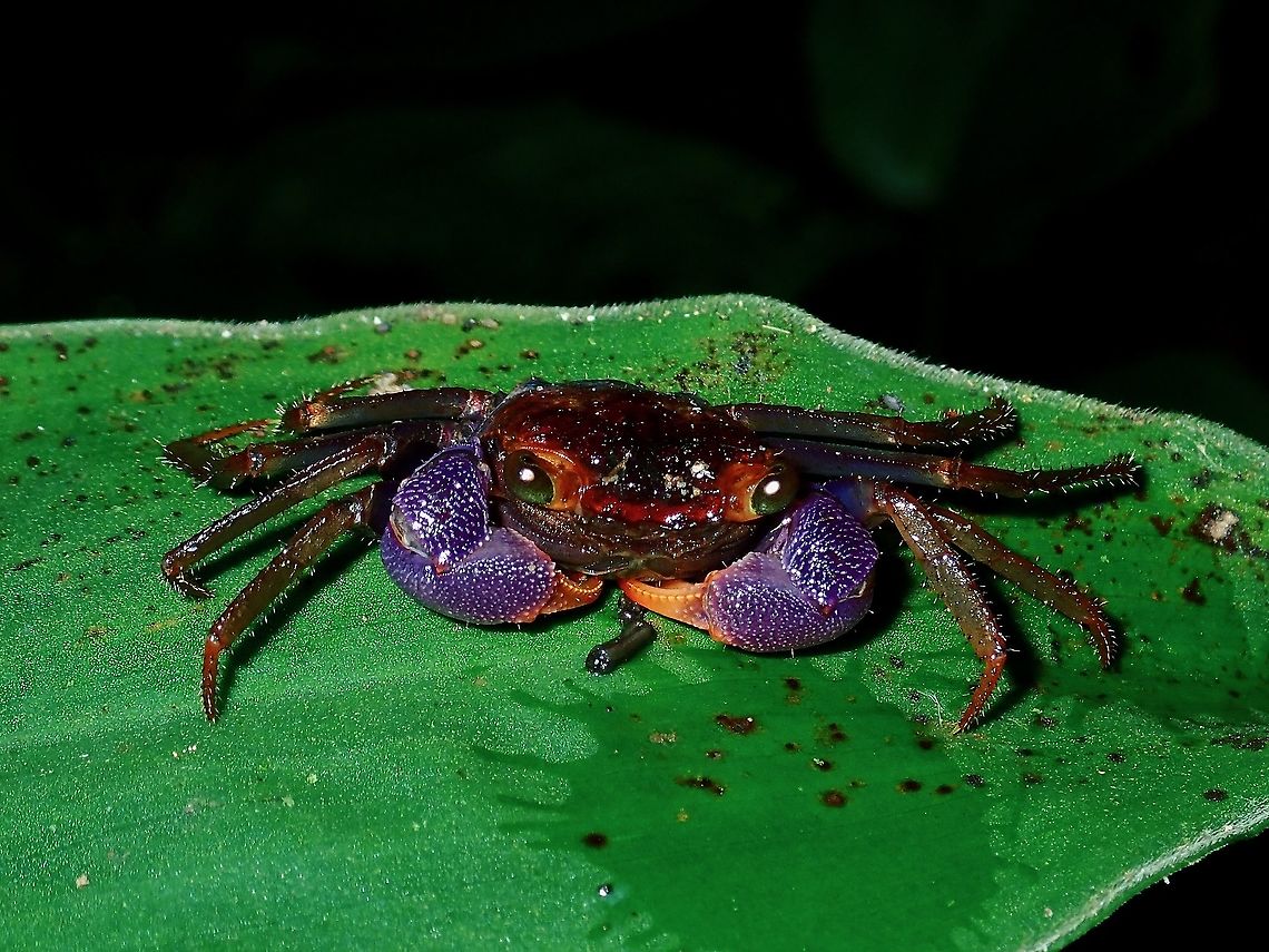 Vampire Crab This Semiterrestrial Vampire Crab - Geosesarma spectrum was newly described from Brunei in they year 2019. Borne,Brunei,Crab,Geosesarma spectrum,Vampire Crab