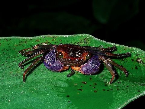 Vampire Crab This Semiterrestrial Vampire Crab - Geosesarma spectrum was newly described from Brunei in they year 2019. Borne,Brunei,Crab,Geosesarma spectrum,Vampire Crab