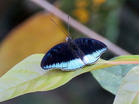 Horsfield's Baron - Tanaecia iapis                                 Borneo,Brunei,Butterfly,Horsfield's Baron,Tanaecia iapis