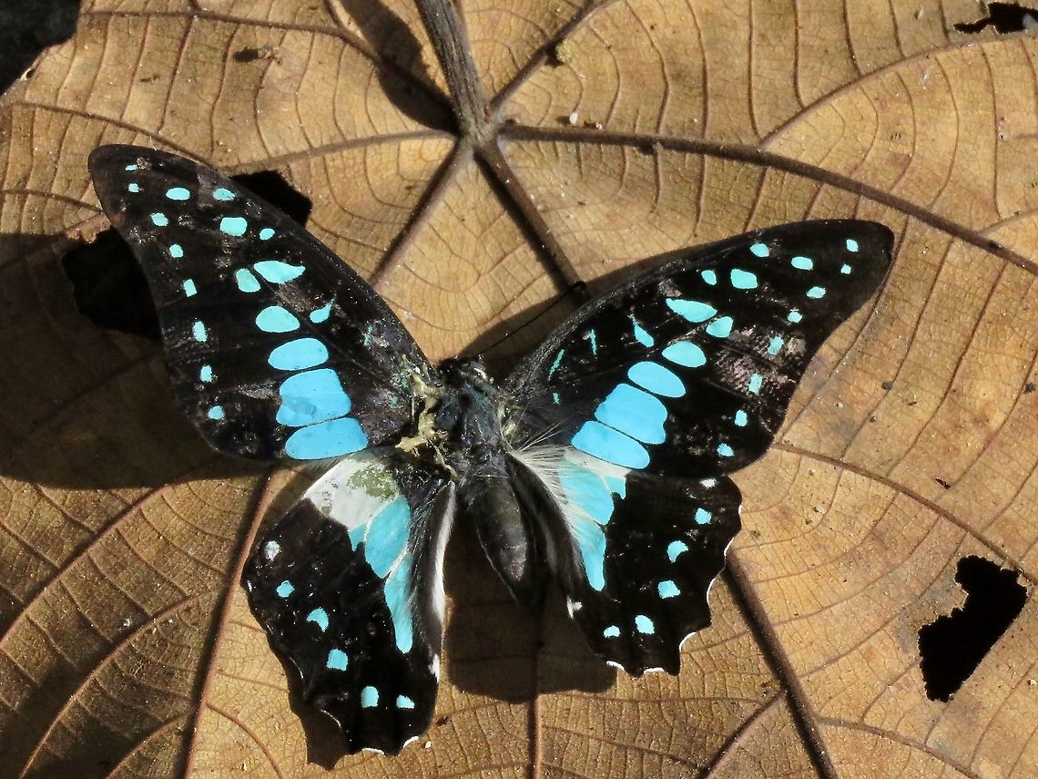 Lesser Jay - Graphium evemon Found this Lesser Jay - Graphium evemon on the road, dead.                       Borneo,Brunei,Butterfly,Graphium evemon,Lesser Jay