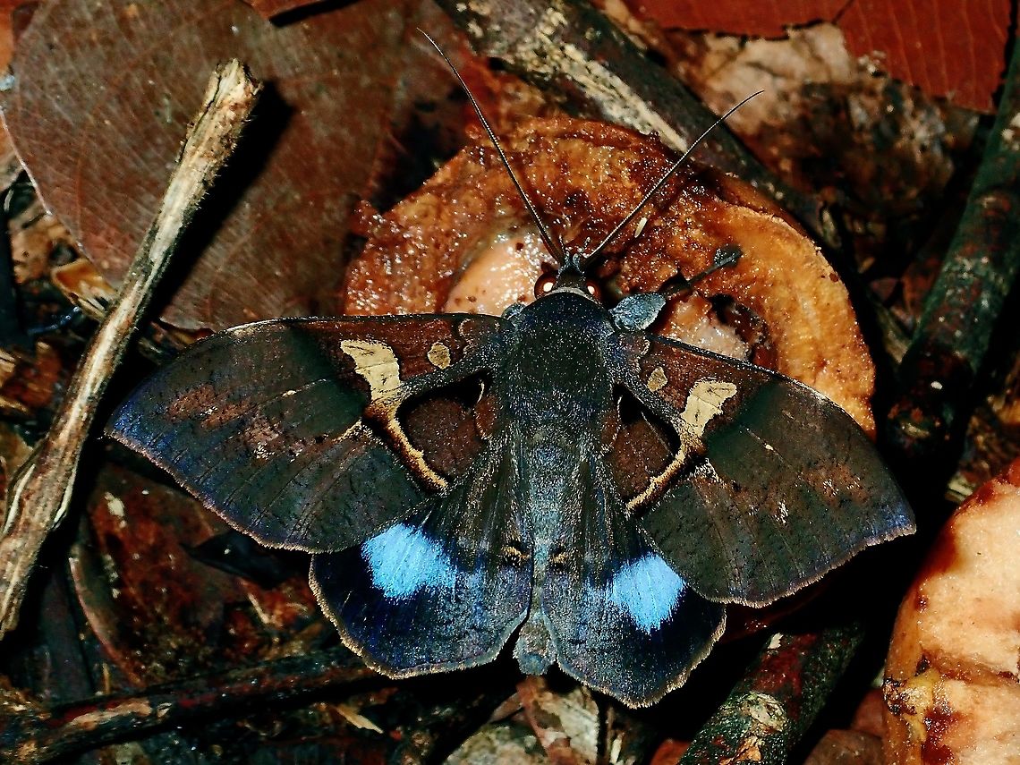 Moth - Ischyja manlia  Borneo,Brunei,Ischyja manlia,Moth