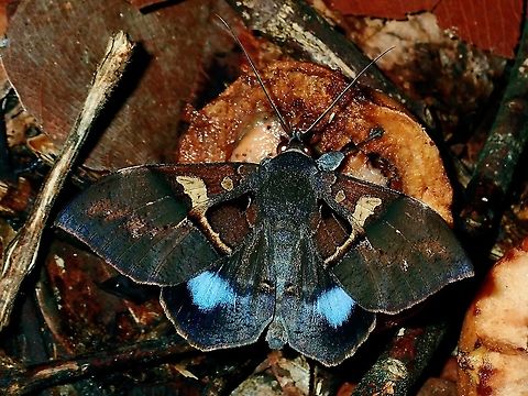 Moth - Ischyja manlia Borneo,Brunei,Ischyja manlia,Moth